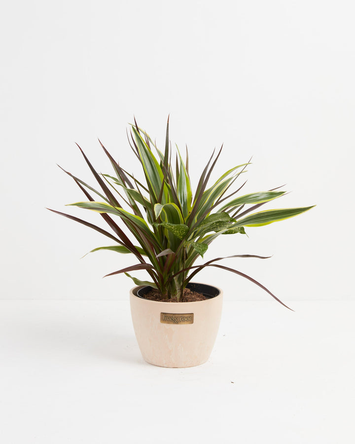 Black Leaf Dragon Tree Collection (Dracaena)