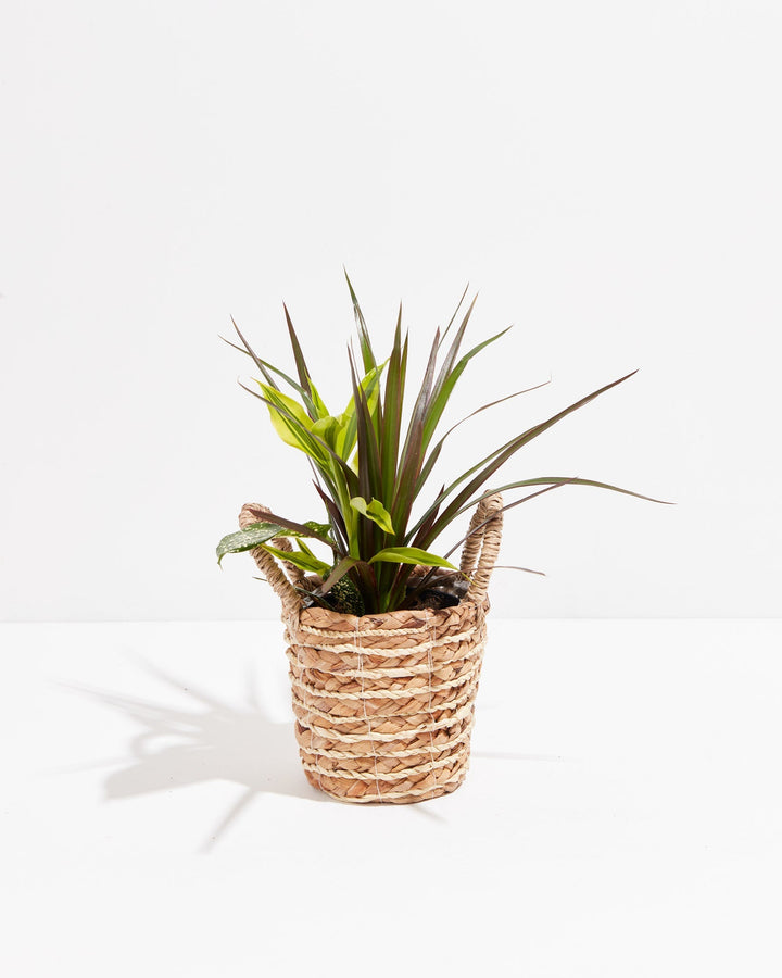Black Leaf Dragon Tree Collection (Dracaena)