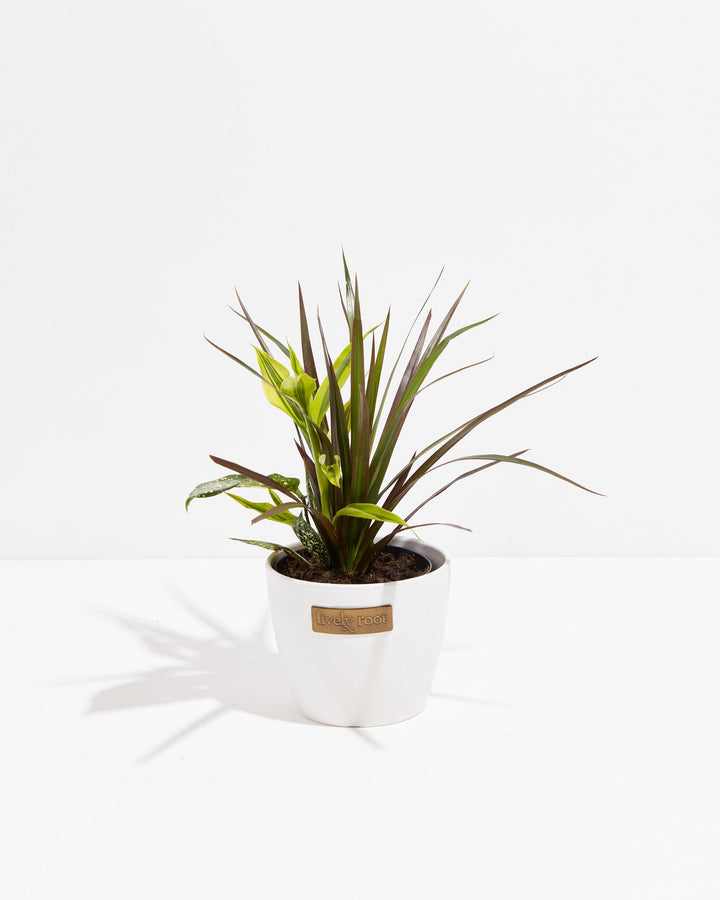 Black Leaf Dragon Tree Collection (Dracaena)