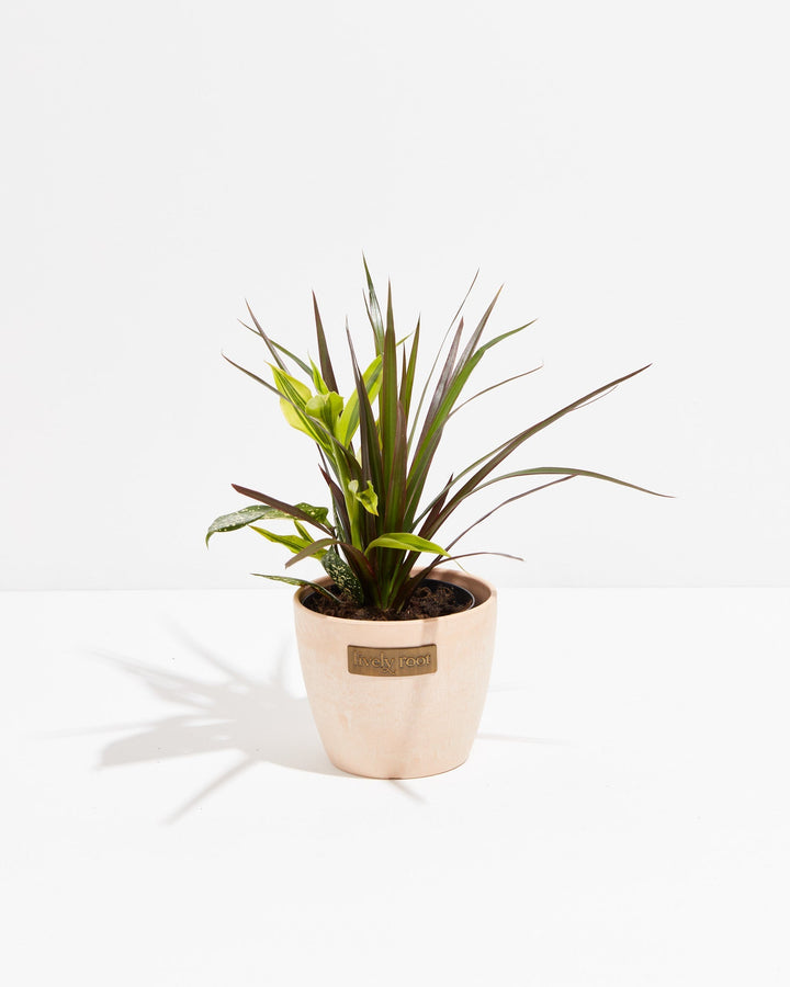 Black Leaf Dragon Tree Collection (Dracaena)