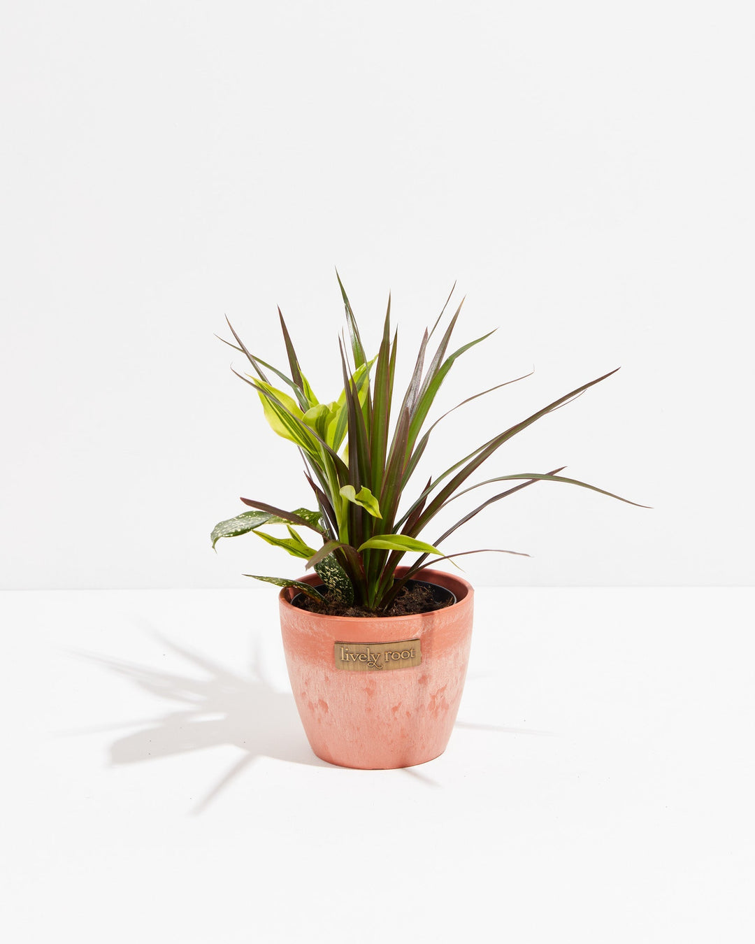 Black Leaf Dragon Tree Collection (Dracaena)