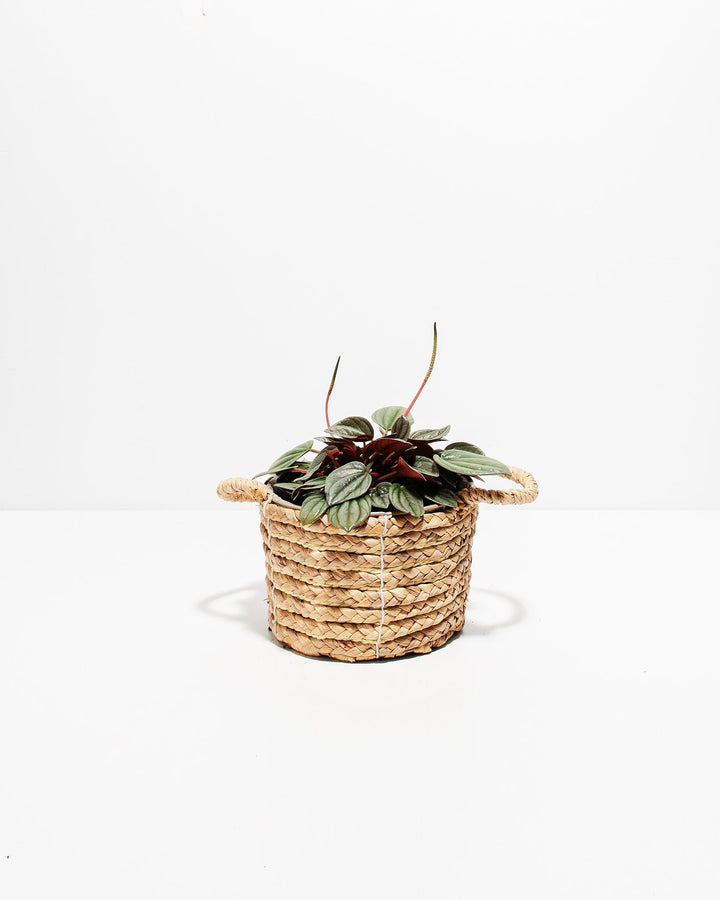 Peperomia Santorini with heart-shaped green and burgundy leaves in natural woven basket with rope handles