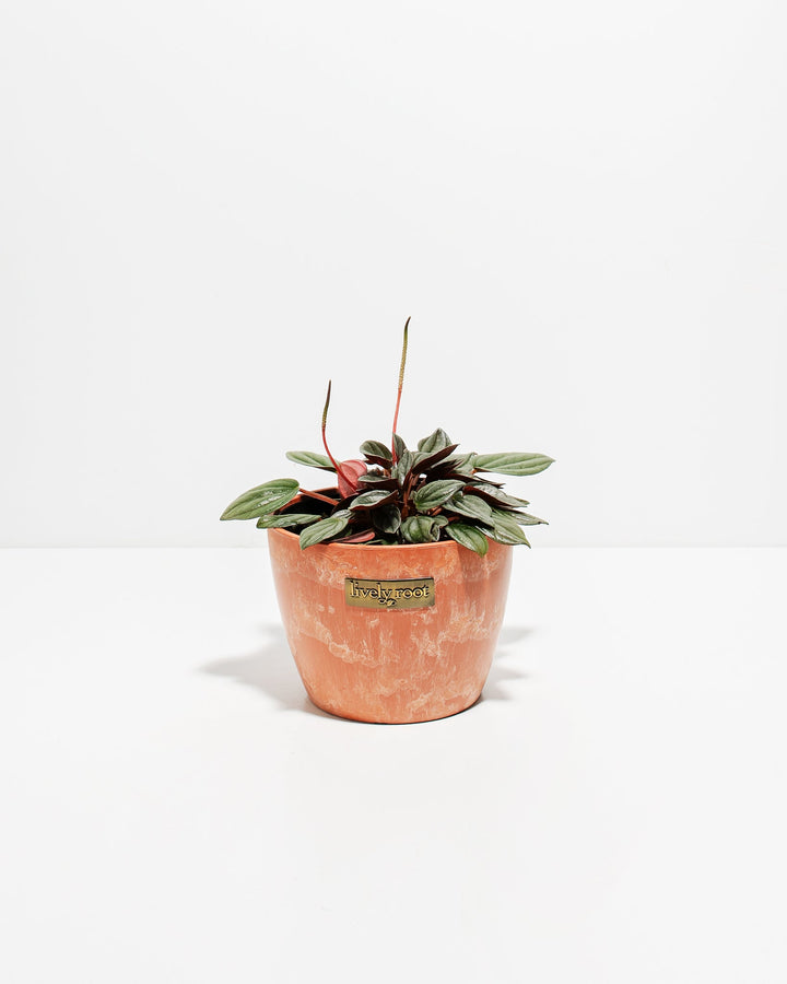 Peperomia Santorini trailing succulent in peachy-coral textured pot, variegated green leaves, Lively Root branded