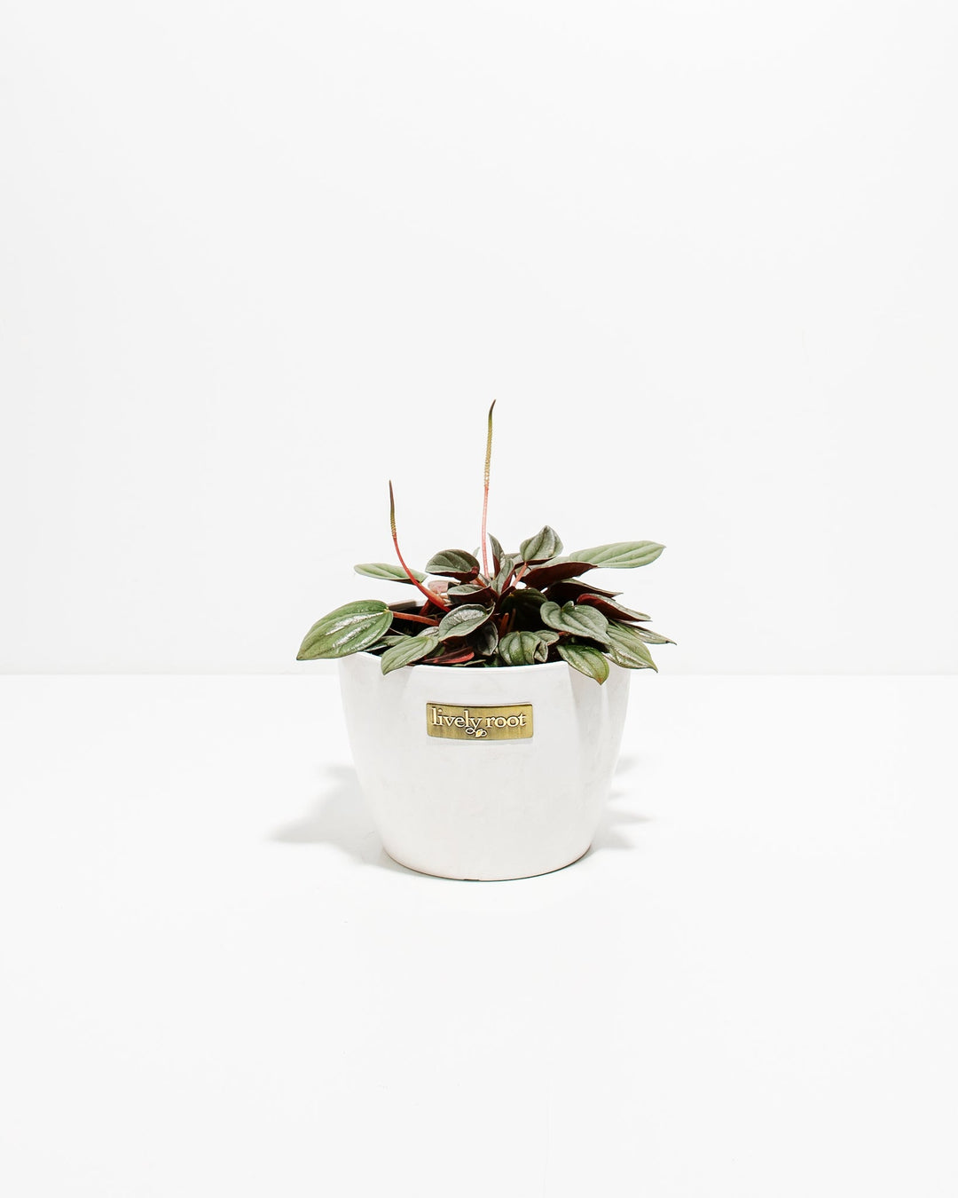 Peperomia Santorini in white ceramic pot, dense silvery-green foliage with burgundy undersides, Lively Root branded planter