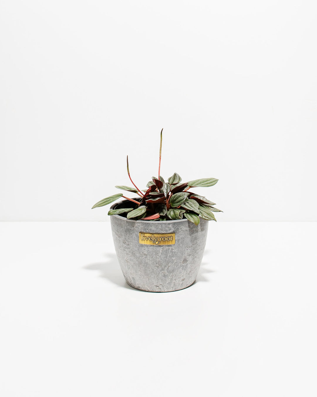 Peperomia Santorini small indoor plant in gray concrete planter with metallic Lively Root label, compact growth habit