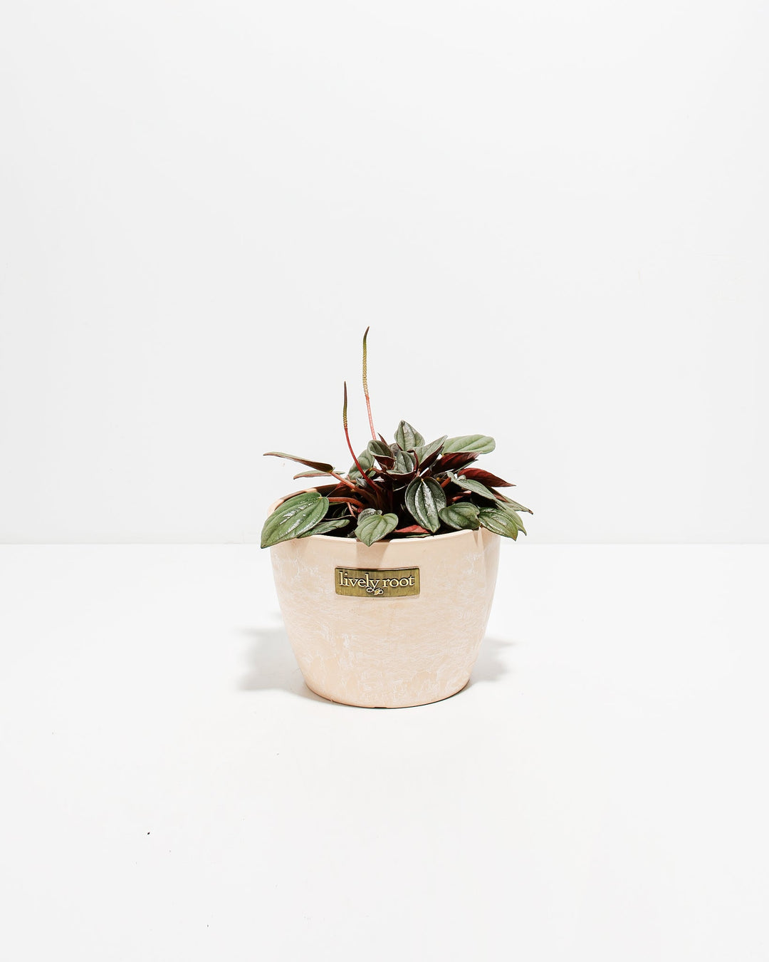 Peperomia Santorini compact houseplant in cream ceramic pot, red-veined foliage with Lively Root label