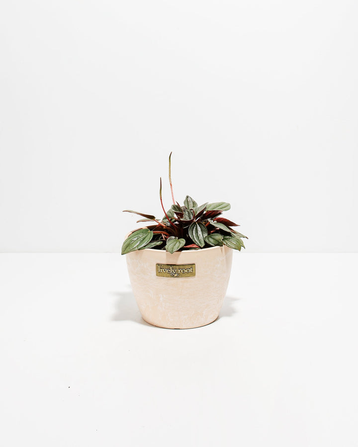 Peperomia Santorini compact houseplant in cream ceramic pot, red-veined foliage with Lively Root label