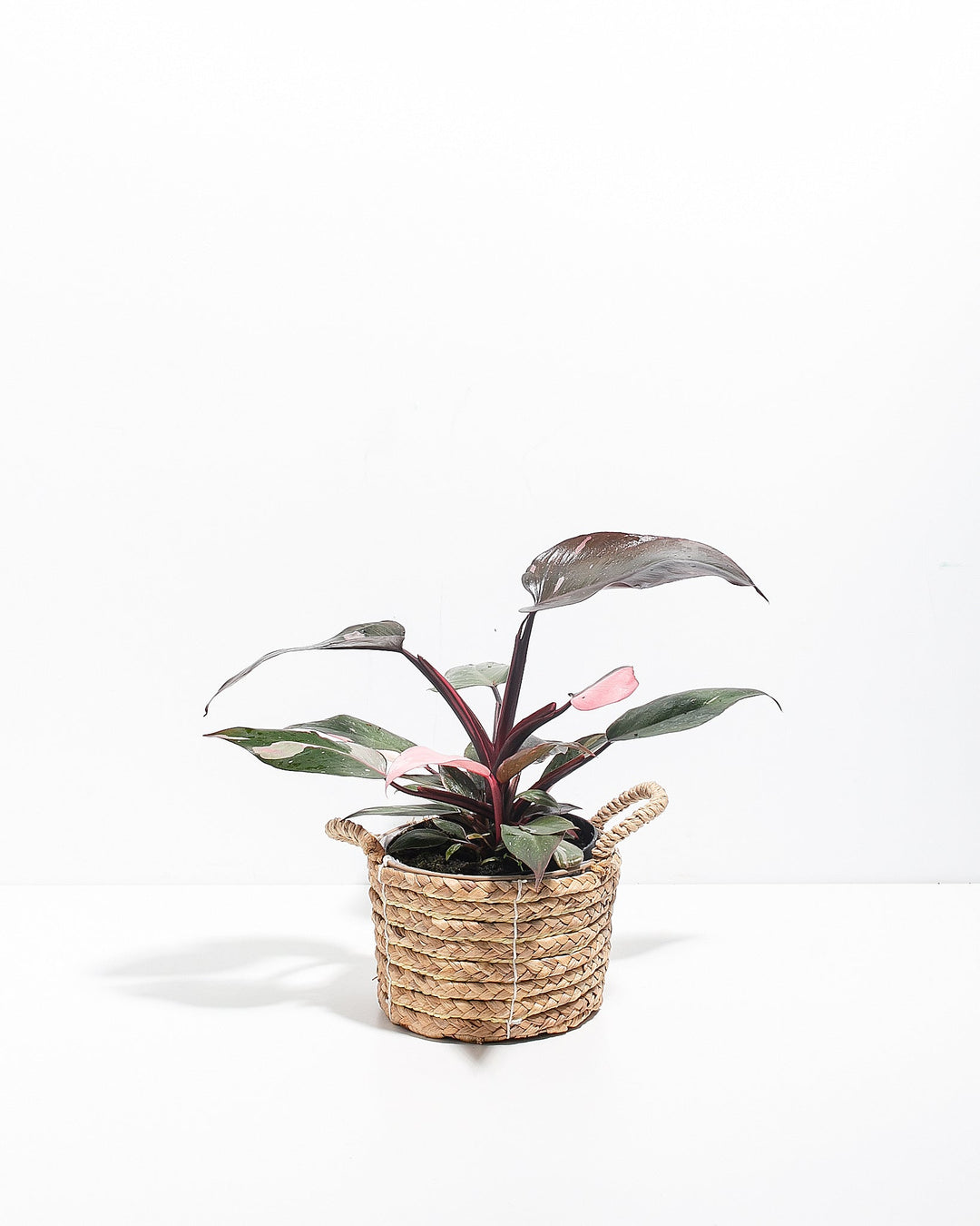 Philodendron Pink Princess houseplant for sale, featuring dark, glossy leaves with vibrant pink variegation, displayed in a textured, handled woven basket.