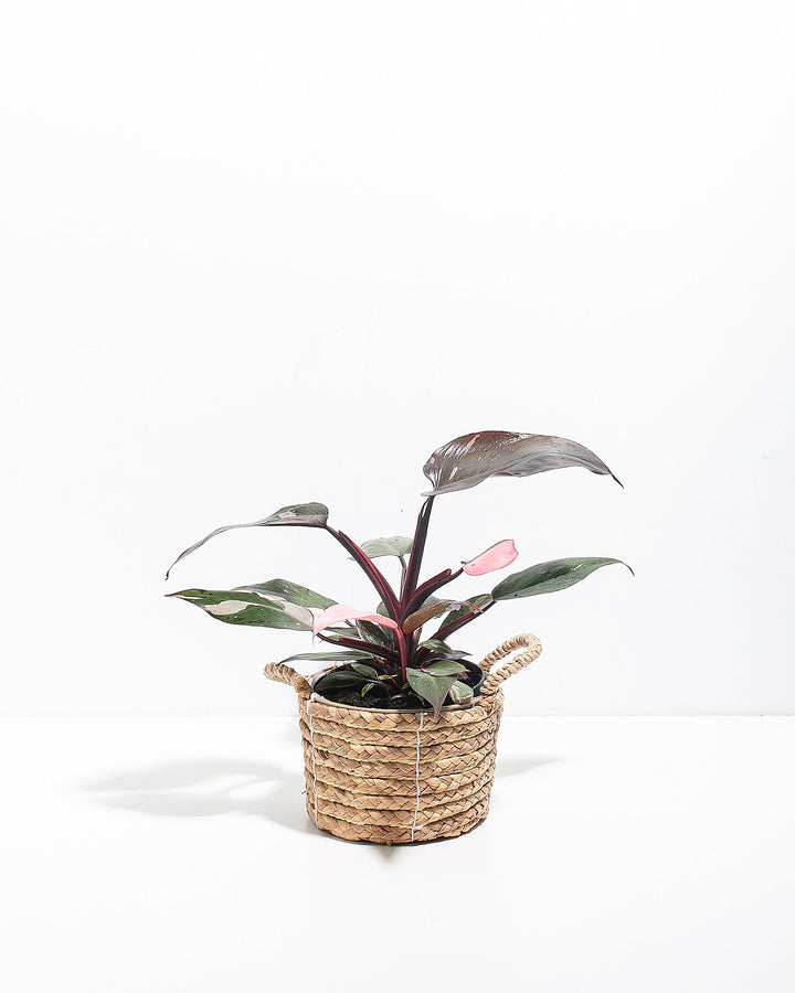 Philodendron Pink Princess houseplant for sale, featuring dark, glossy leaves with vibrant pink variegation, displayed in a textured, handled woven basket.