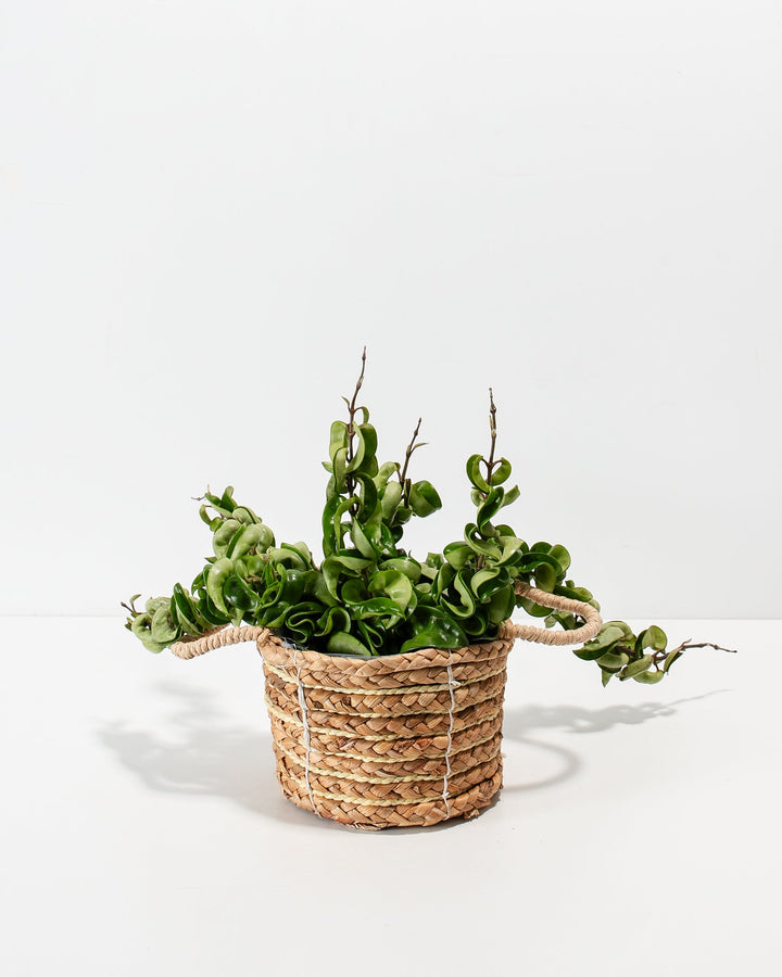 Hindu Rope Plant (Hoya compacta) in a woven seagrass basket showing trailing curled vines