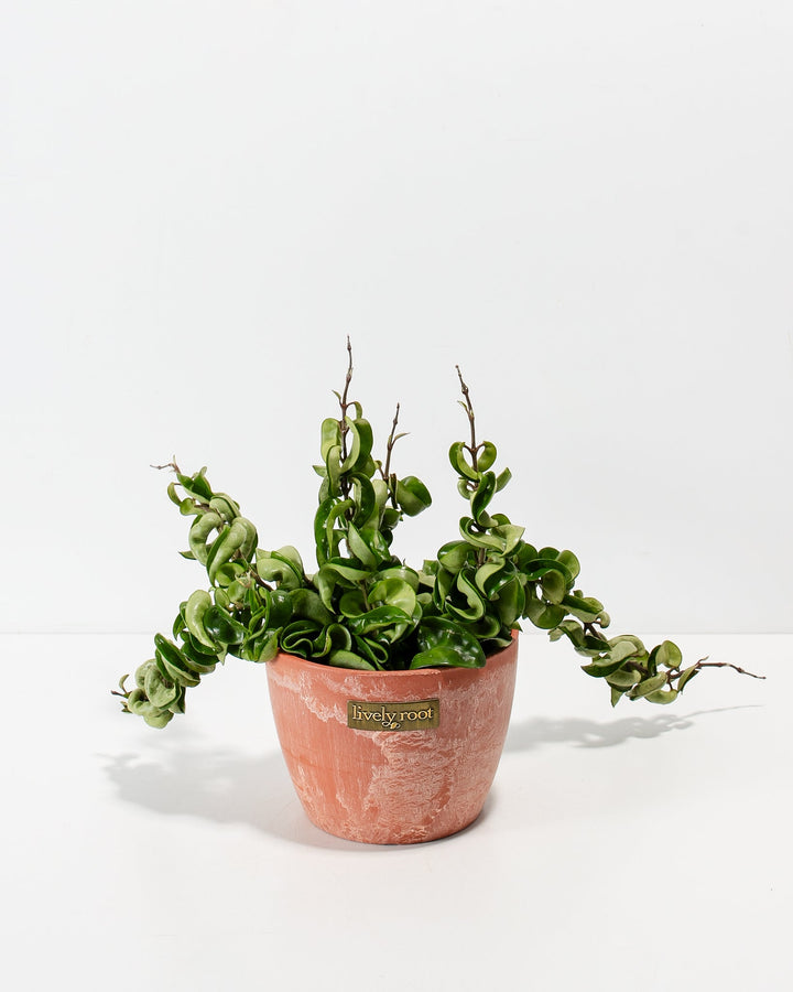 Hindu Rope Plant in a terracotta-finish Lively Root pot, a curly-leaved succulent vine variety