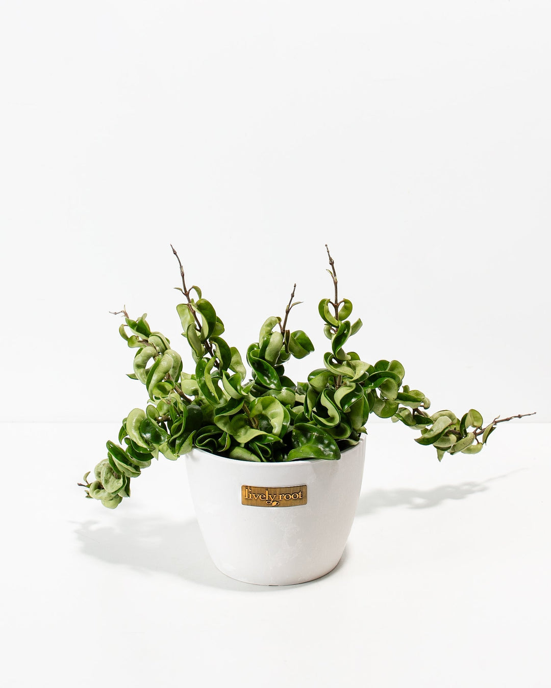 Compact Hindu Rope Plant in a crisp white Lively Root ceramic pot, ideal for shelves and windowsills
