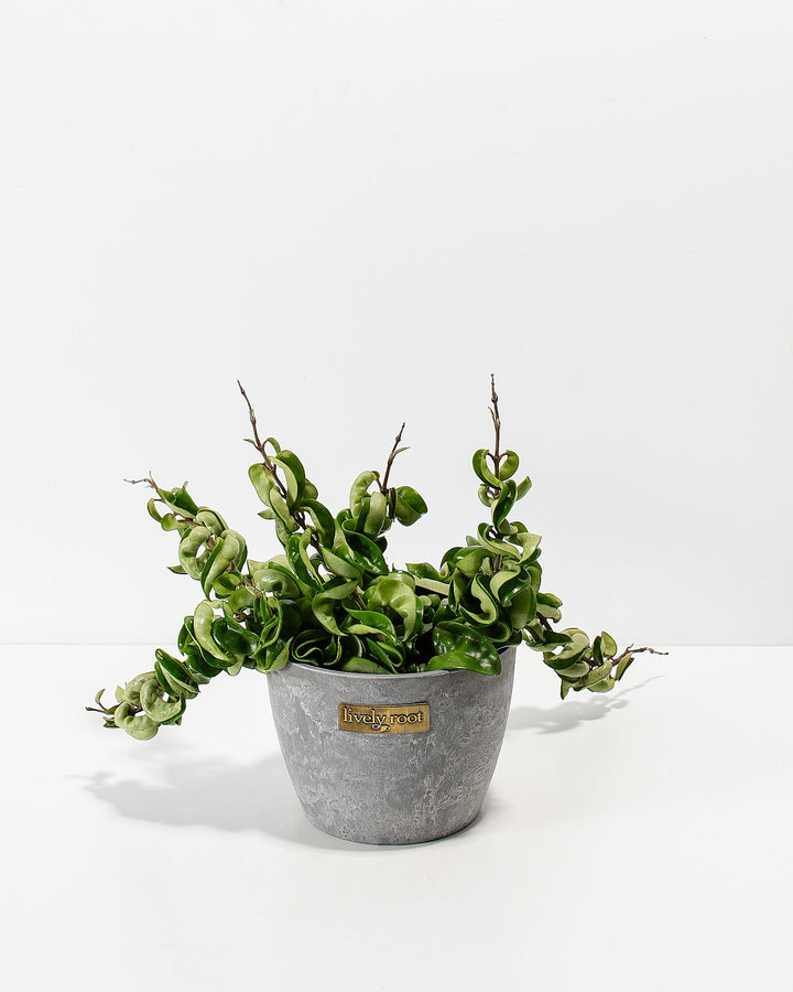 Hoya Rope Plant in a gray stone-textured ceramic pot showing its distinctive twisted leaf pattern