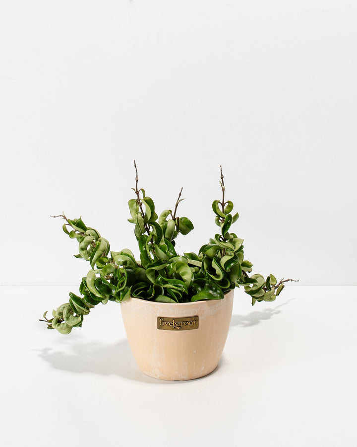 Hoya compacta "Hindu Rope" in a blush macadamia-finish Lively Root ceramic pot with cascading crinkled foliage