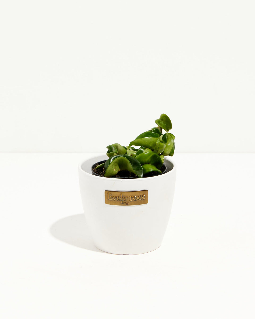 Small Hindu Rope Plant in a white ceramic pot, an easy-care trailing houseplant