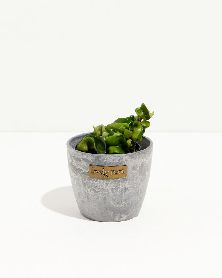 Hoya compacta starter plant in a gray ceramic pot, showcasing its succulent-like rope foliage