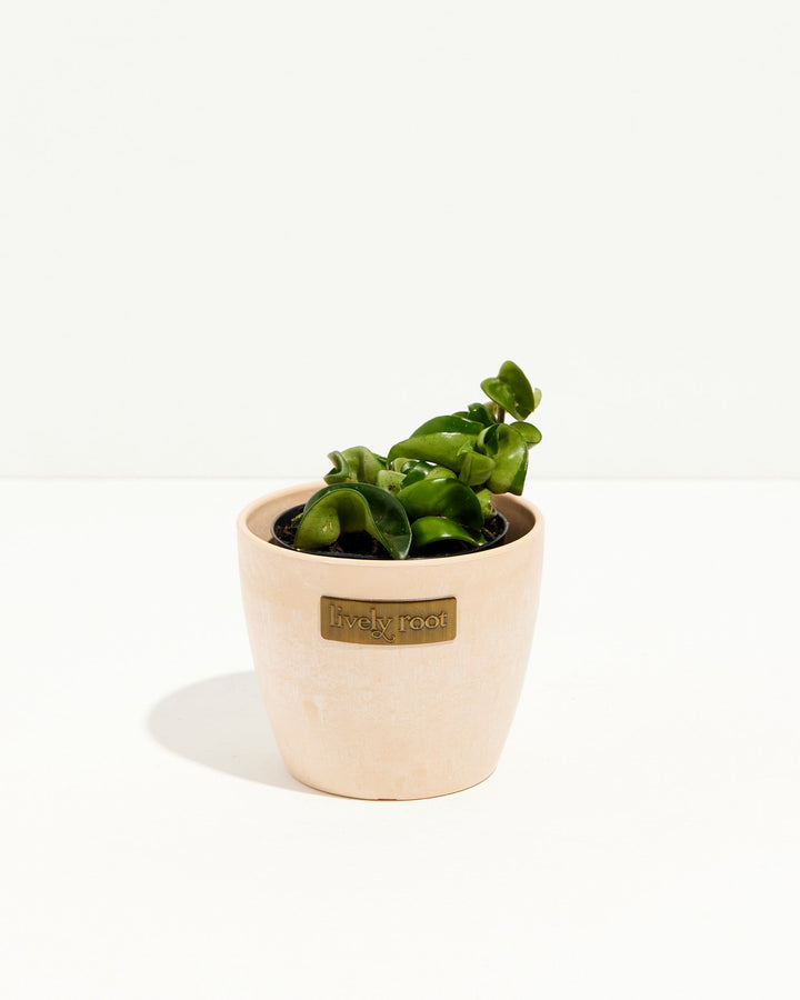 Small Hoya Rope Plant cutting in a blush ceramic pot, showing early curled leaf growth