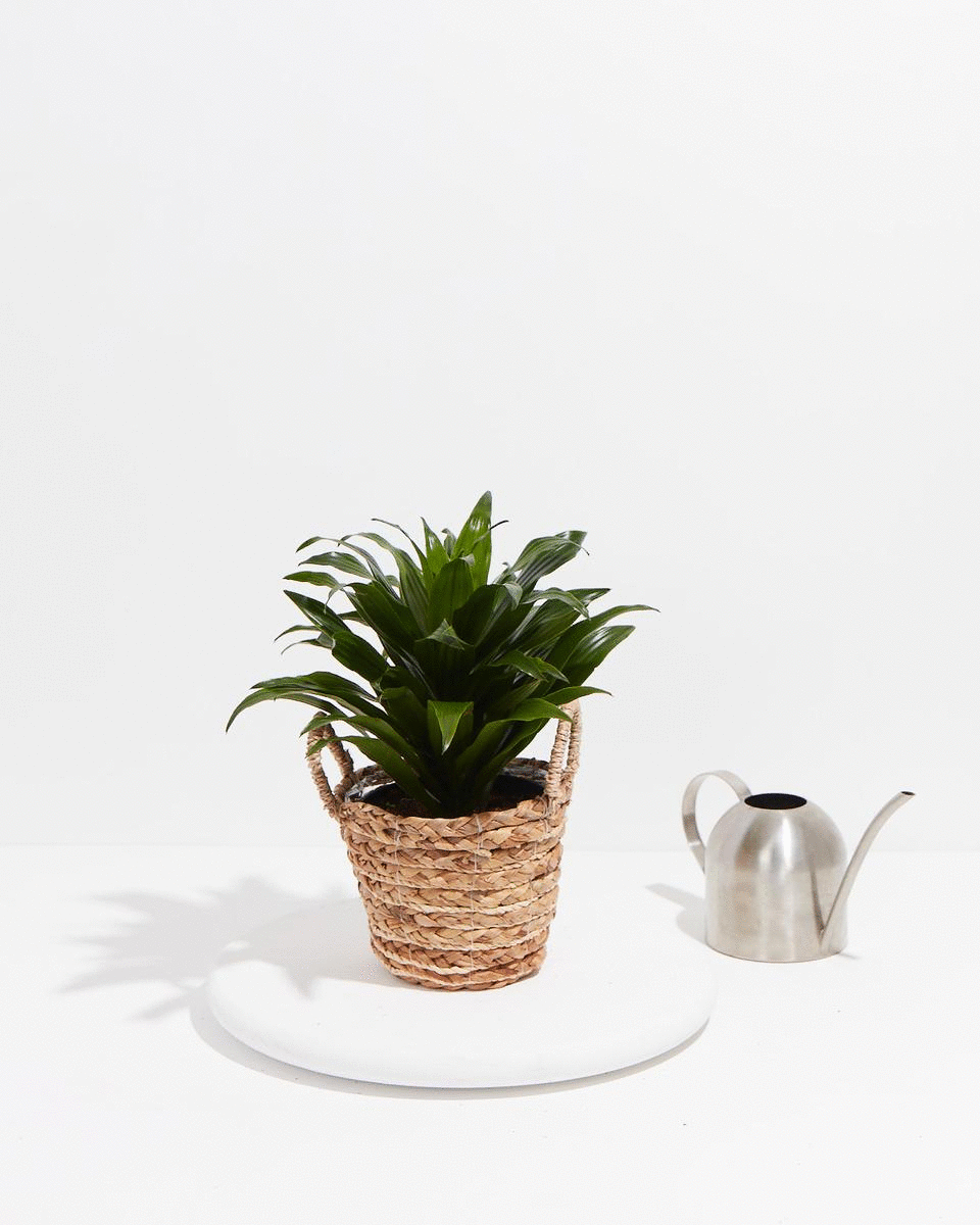 Janet Craig Dragon Plant (Dracaena)
