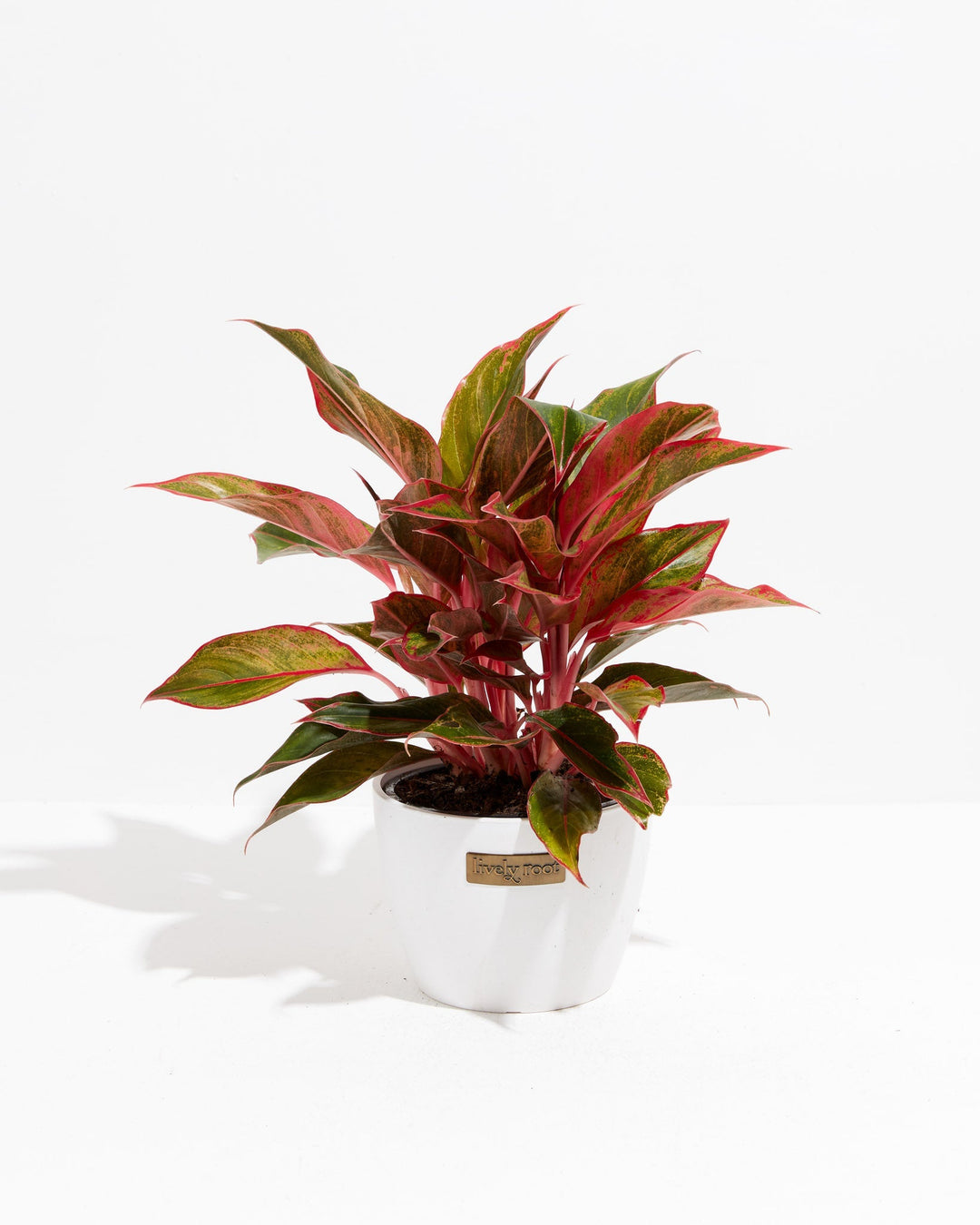 Aglaonema Red Valentine