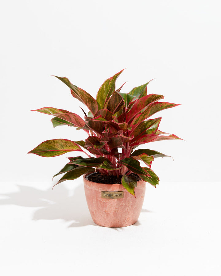 Aglaonema Red Valentine