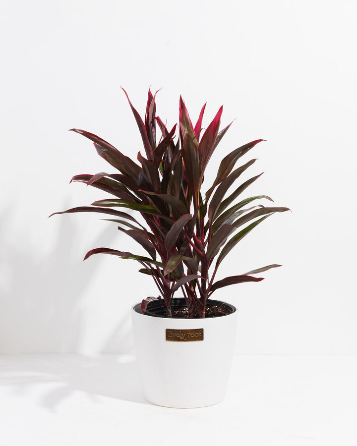 Hawaiian Ti Plant