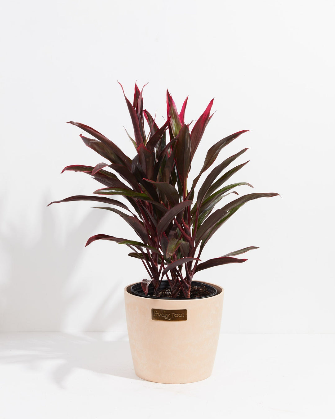 Hawaiian Ti Plant