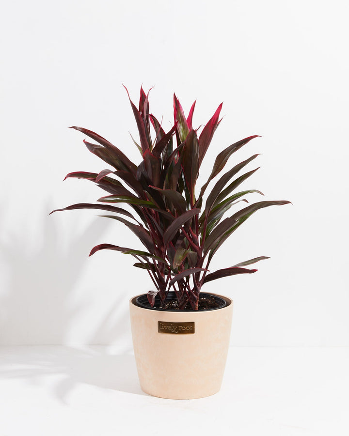 Hawaiian Ti Plant