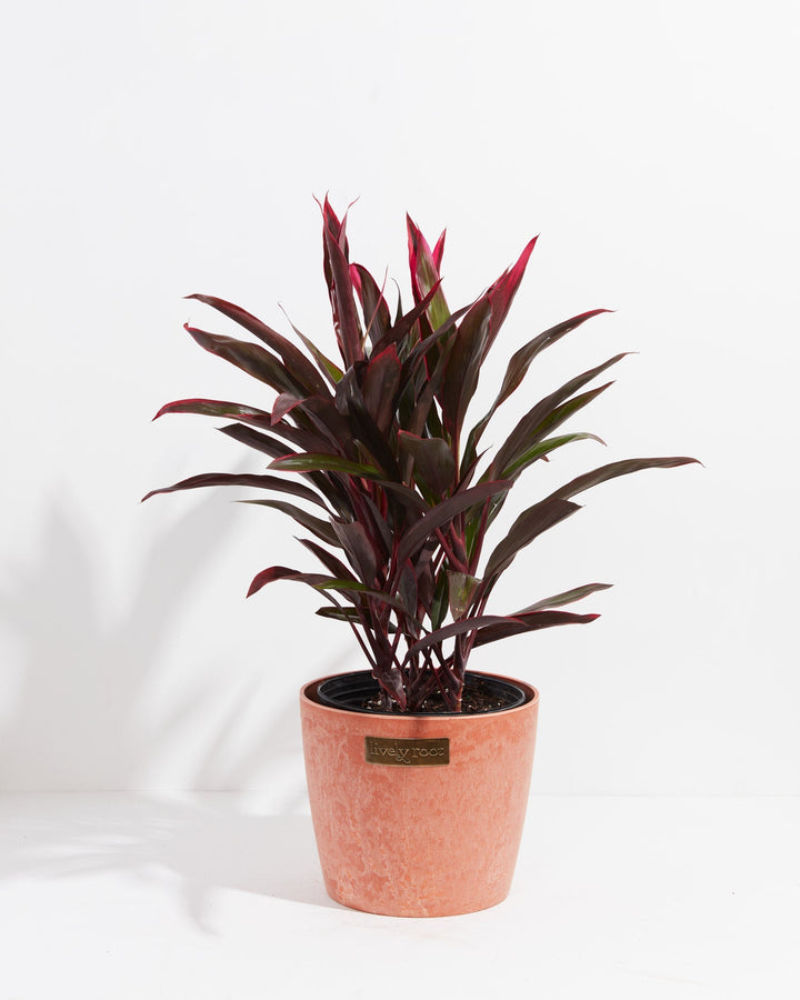 Hawaiian Ti Plant