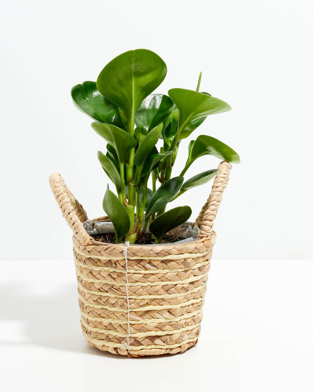 A 4-inch Baby Rubber Plant (Peperomia obtusifolia) featuring thick, smooth, glossy green leaves growing upward on sturdy stems. The plant has a single, narrow green flower spike extending near the top right of its foliage and is housed in a woven beige and cream basket with two woven side handles, all set against a solid white background.