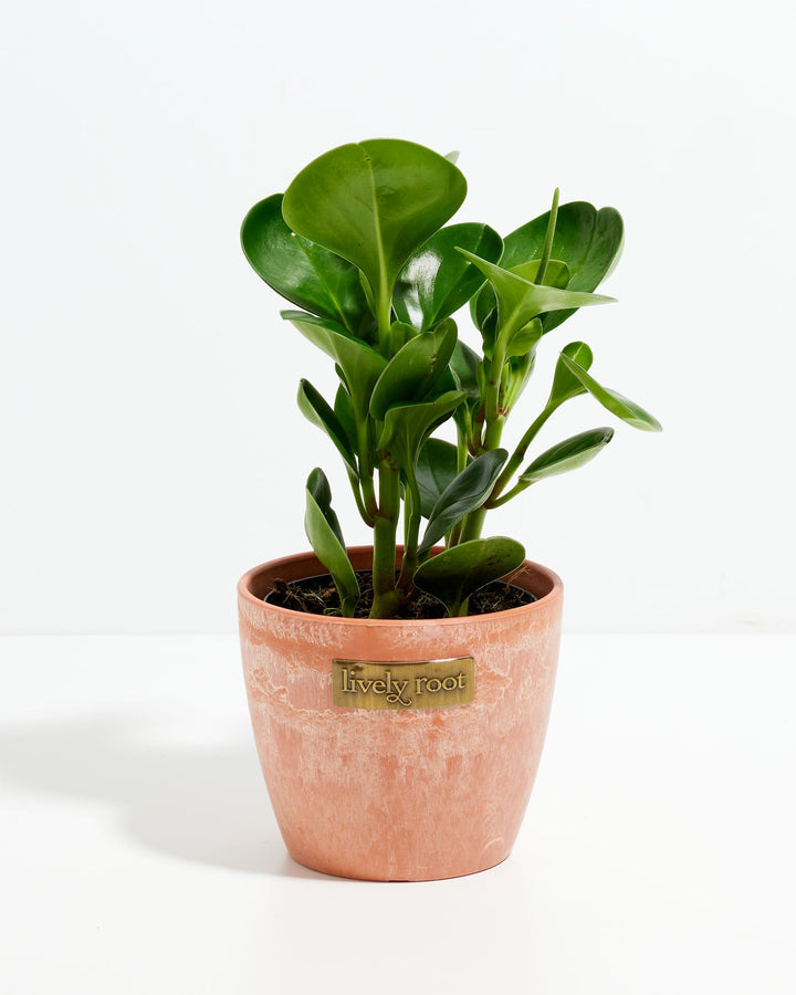 A 4-inch Baby Rubber Plant (Peperomia obtusifolia) displaying thick, smooth, glossy green leaves that grow upward on sturdy stems. The plant features a single, slender green flower spike subtly extending near the top right of the foliage and is potted in a textured, terracotta-colored ceramic planter with a small, rectangular gold "Lively Root" brand plate on the front, all set against a solid white background.