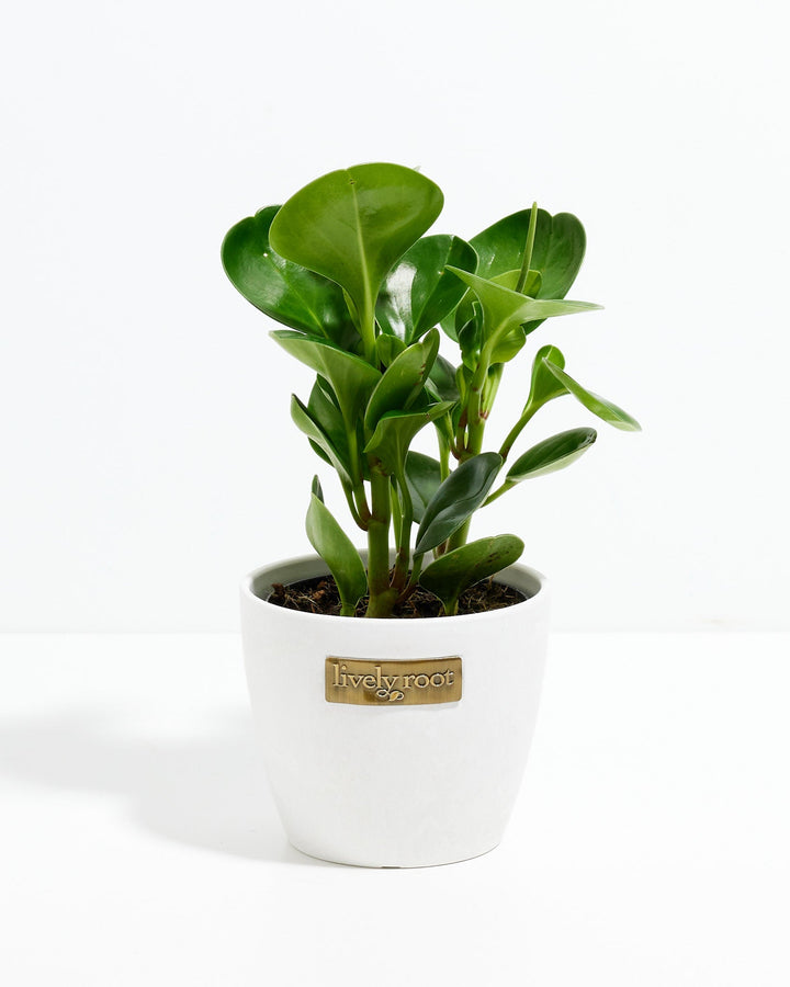 A 4-inch Baby Rubber Plant (Peperomia obtusifolia) displaying thick, smooth, glossy green leaves that grow upward on sturdy stems. The plant features a single, slender green flower spike subtly extending near the top right of the foliage and is potted in a smooth white ceramic planter with a small, rectangular gold "Lively Root" brand plate on the front, all set against a solid white background.