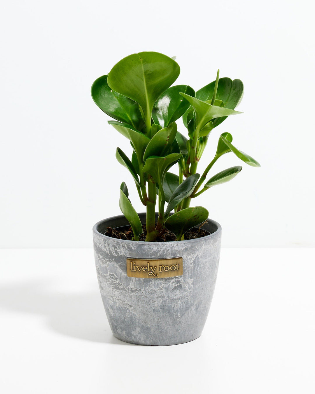 A 4-inch Baby Rubber Plant (Peperomia obtusifolia) showcasing its thick, smooth, and glossy green leaves growing upward on sturdy stems. The plant features a single, slender green flower spike rising near the upper right section of the foliage and is potted in a textured grey planter with a small, rectangular gold "Lively Root" brand plate on the front, all set against a solid white background.