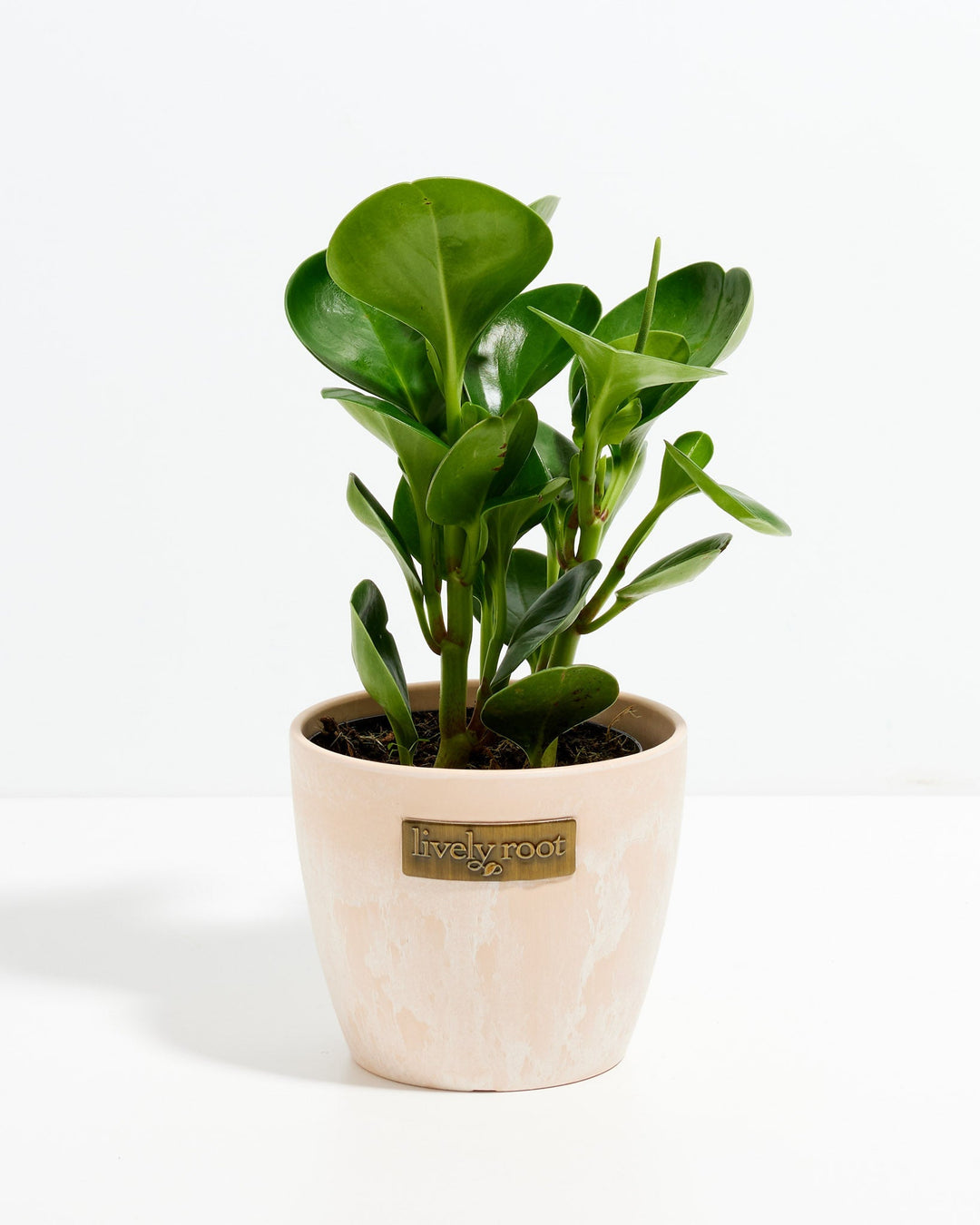 A 4-inch Baby Rubber Plant (Peperomia obtusifolia) displaying thick, smooth, glossy green leaves growing upward on sturdy stems. The plant features a single, slender green flower spike subtly extending near the top right of the foliage and is potted in a textured, light beige or sand-colored ceramic planter with a small, rectangular gold "Lively Root" brand plate on the front, all set against a solid white background.