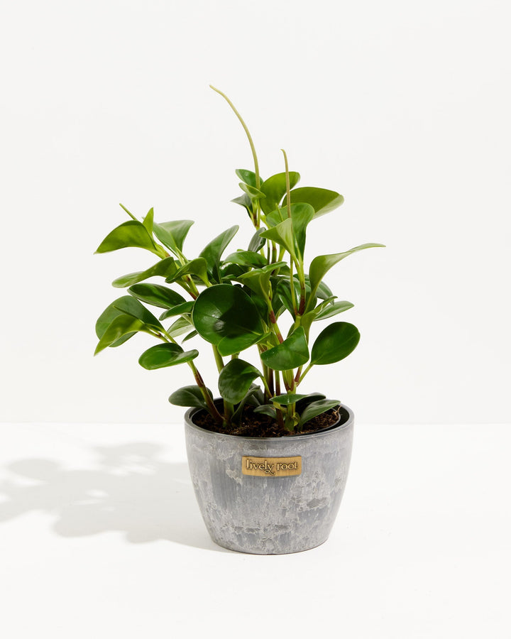 A vibrant 6-inch Baby Rubber Plant (Peperomia obtusifolia) displaying thick, glossy, teardrop-shaped green leaves. The plant features several upright, narrow flower spikes stretching upwards and is potted in a textured grey planter with a small, rectangular gold "Lively Root" brand plate on the front, all set against a solid white background.