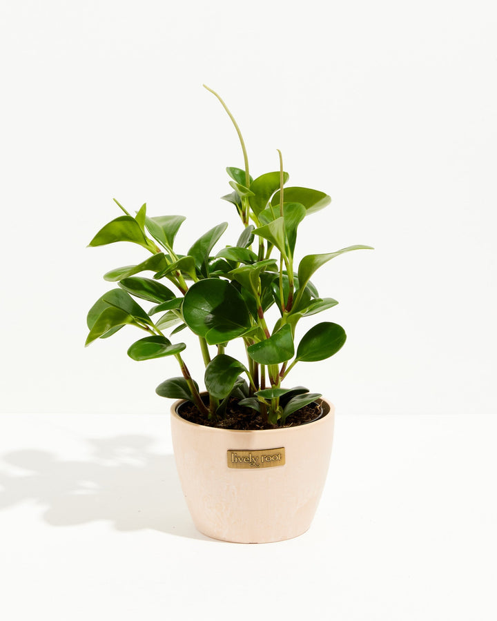 A vibrant 6-inch Baby Rubber Plant (Peperomia obtusifolia) featuring dense, thick, and glossy green foliage with distinctive teardrop-shaped leaves. The plant displays narrow, light green flower spikes stretching upward from the center and is potted in a smooth, light beige or sand-colored ceramic planter adorned with a small, rectangular gold "Lively Root" brand plate on the front, all set against a clean, solid white background.