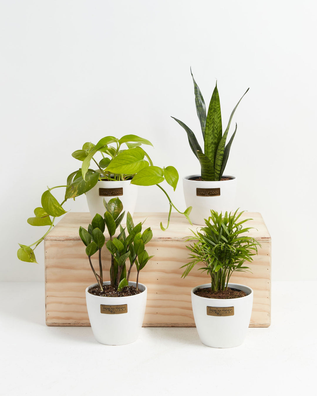 Easy Peasy Plant Collection featuring four beginner-friendly houseplants each in a round white ceramic Lively Root branded pot including a trailing Pothos, upright Snake Plant, ZZ Plant, and Parlor Palm arranged on and around a natural wood crate on a white background