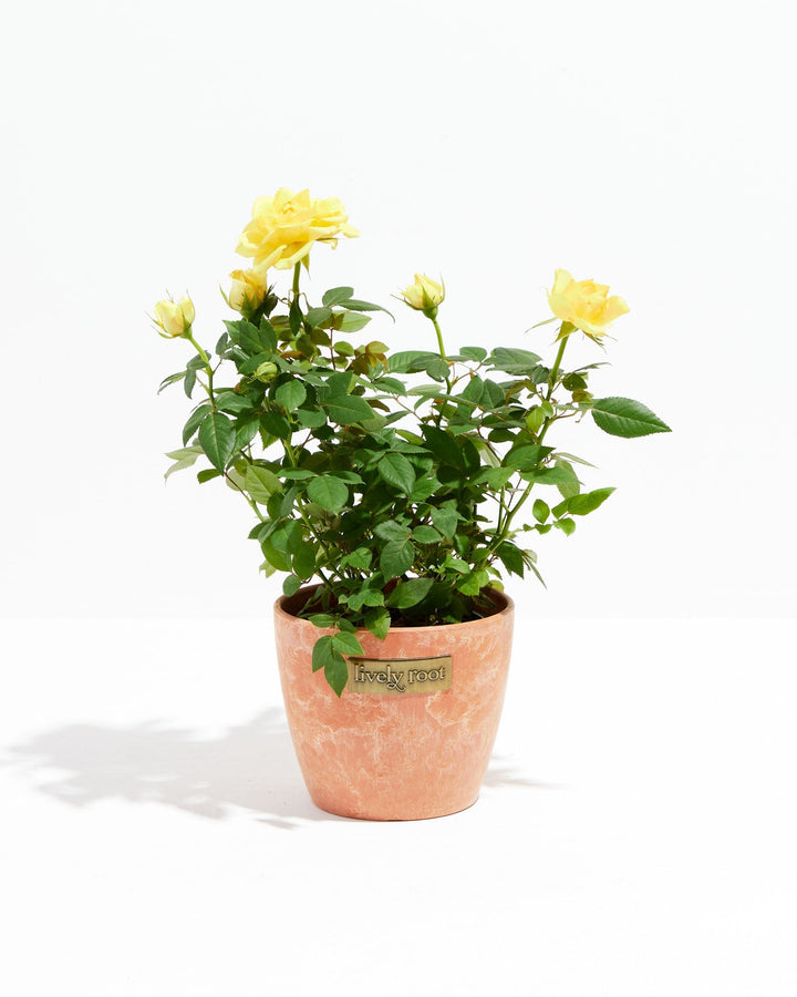 Lemon yellow miniature rose plant in a terracotta-colored ceramic pot with a Lively Root branded label, showing open blooms and buds on a white background