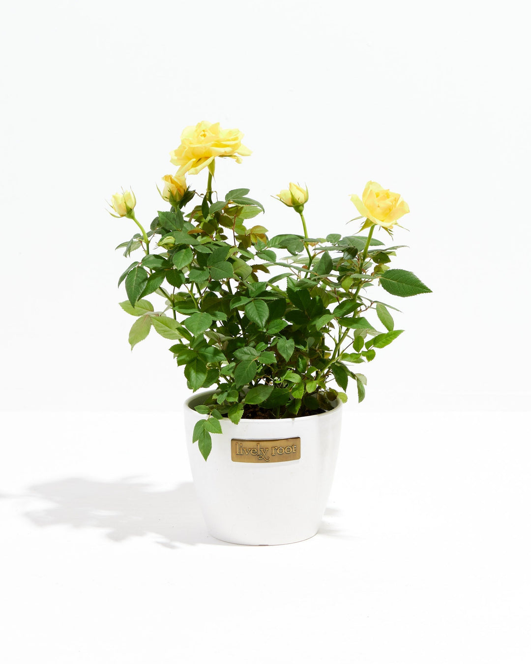 Lemon yellow miniature rose plant in a white ceramic pot with a Lively Root branded label, showing open blooms and buds on a white background