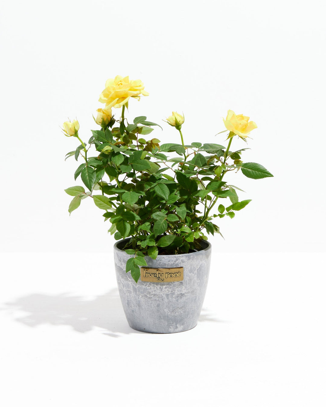 Lemon yellow miniature rose plant in a grey textured ceramic pot with a Lively Root branded label, showing open blooms and buds on a white background