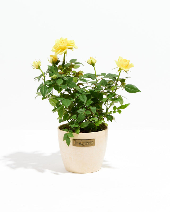 Lemon yellow miniature rose plant in a cream-colored ceramic pot with a Lively Root branded label, showing open blooms and buds on a white background