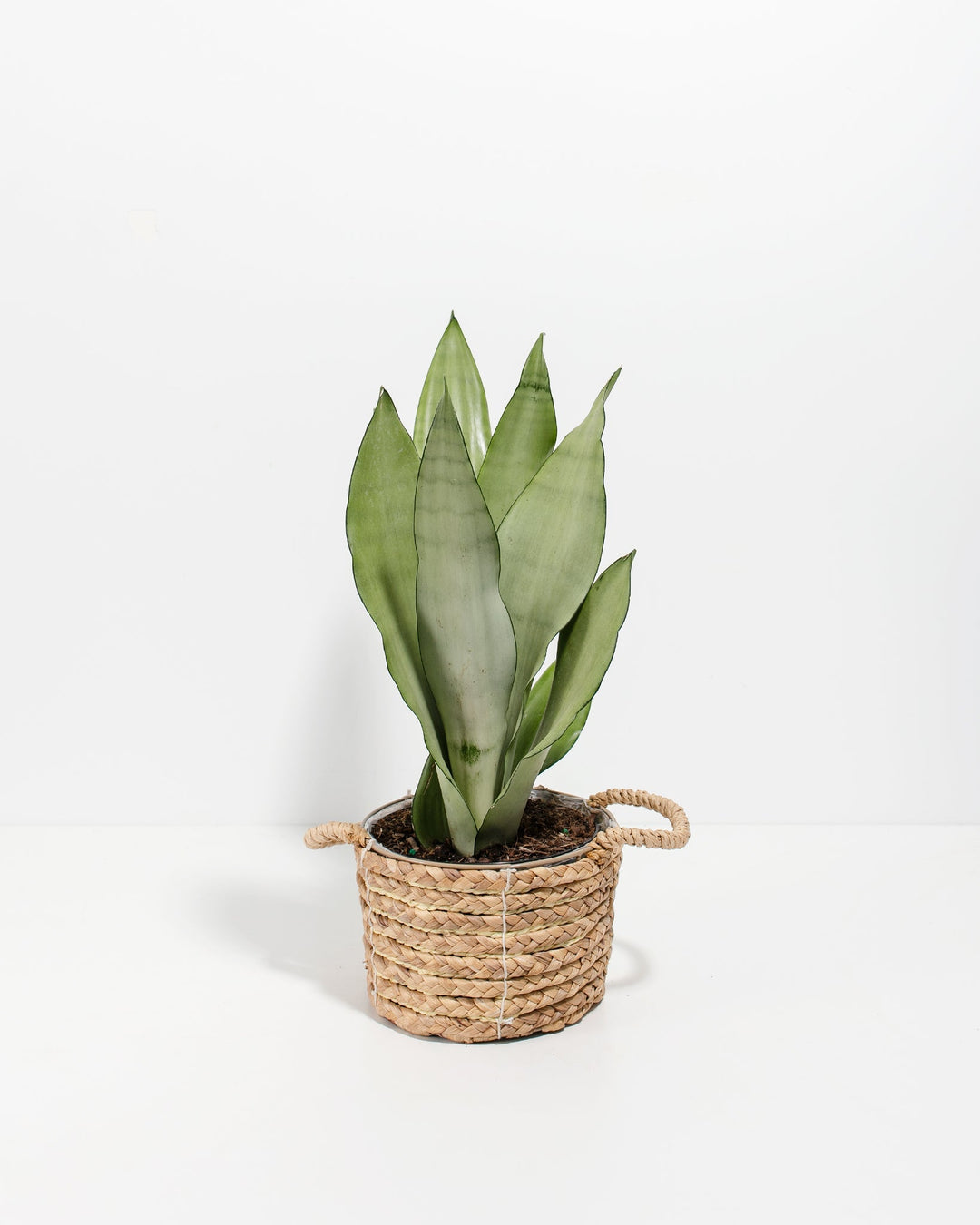 Sansevieria Moonshine