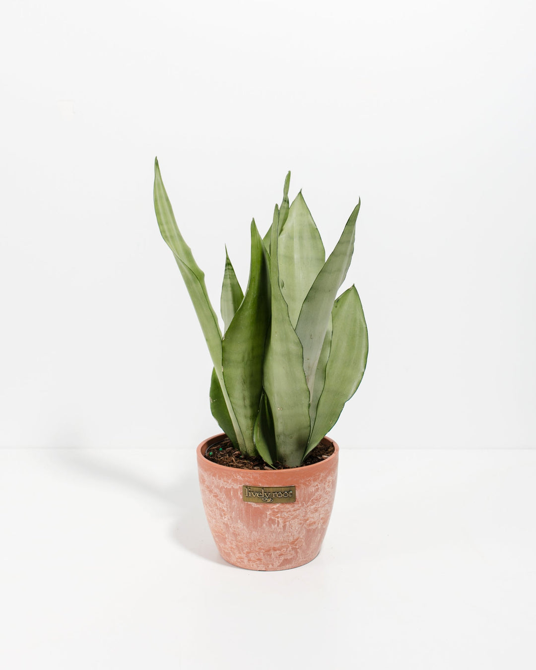 Sansevieria Moonshine 6-inch Snake Plant with broad upright silvery leaves in terracotta-colored decorative pot on white background