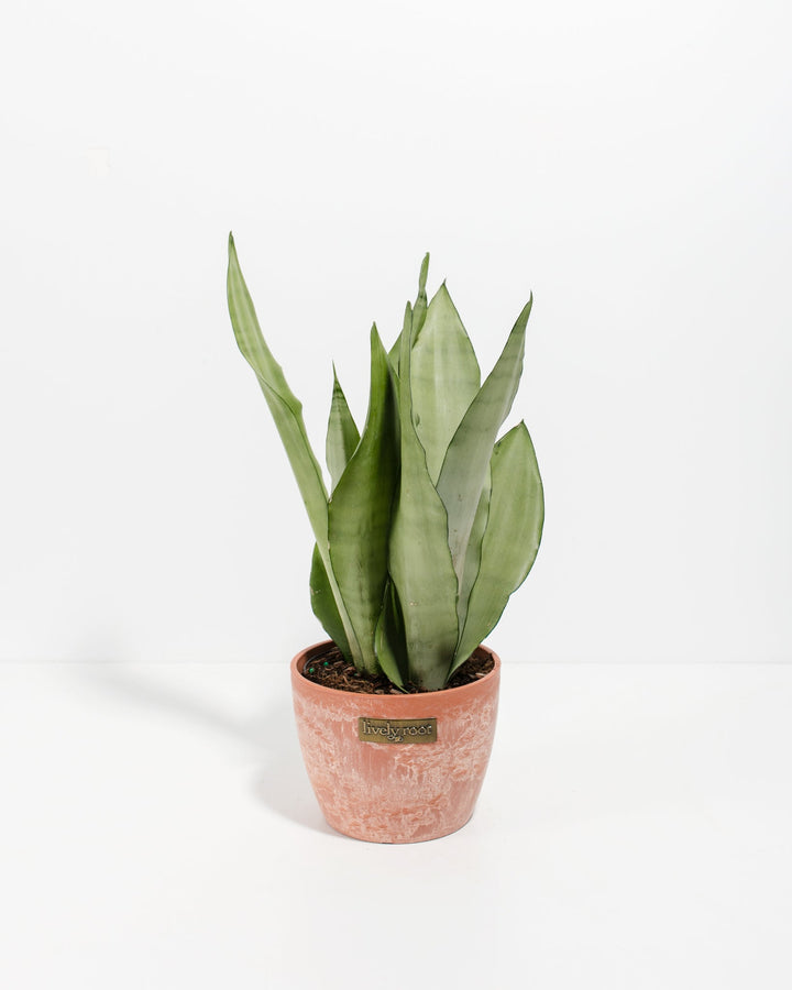 Sansevieria Moonshine 6-inch Snake Plant with broad upright silvery leaves in terracotta-colored decorative pot on white background