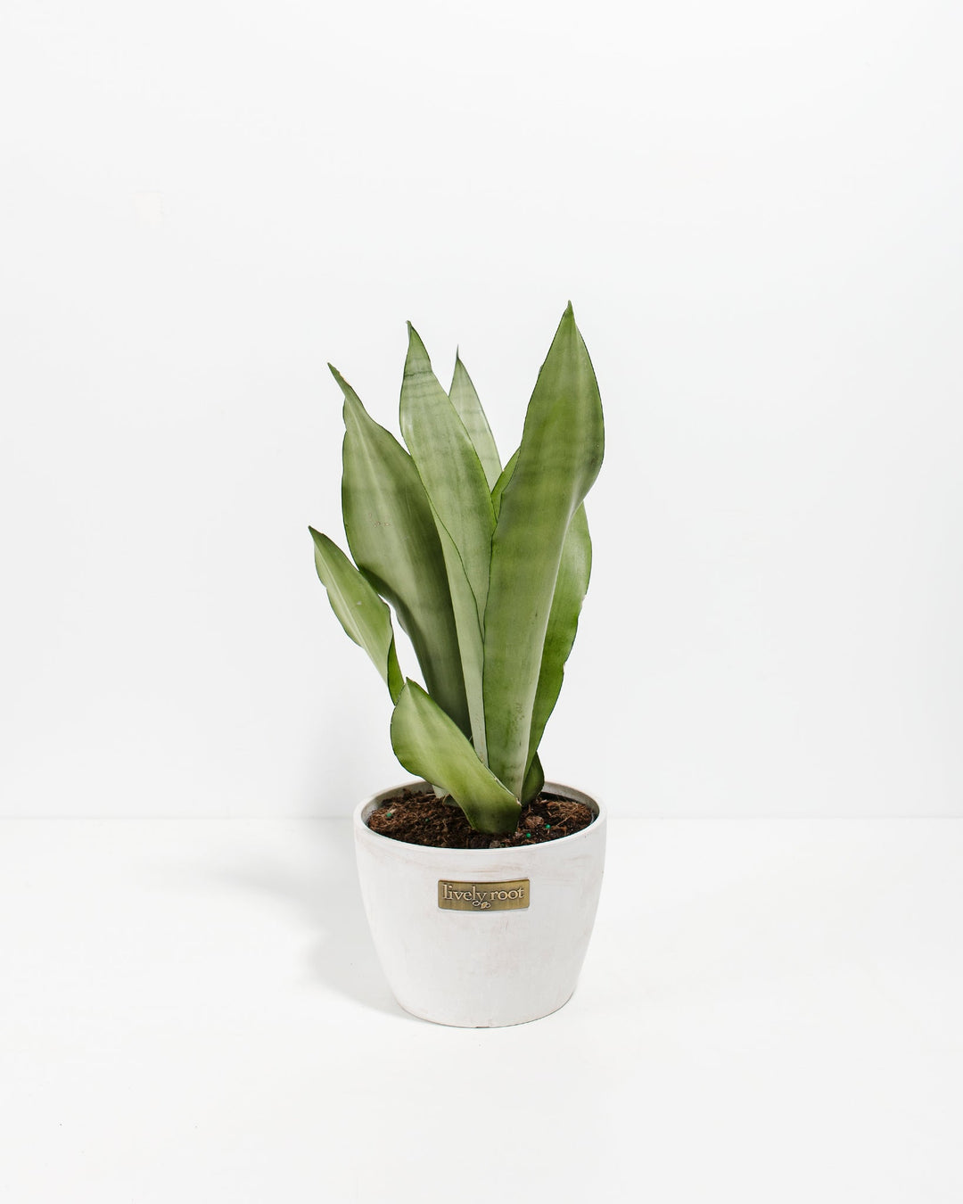 6-inch Sansevieria Moonshine Snake Plant with upright silvery-green leaves in white ceramic pot with Lively Root label on white background