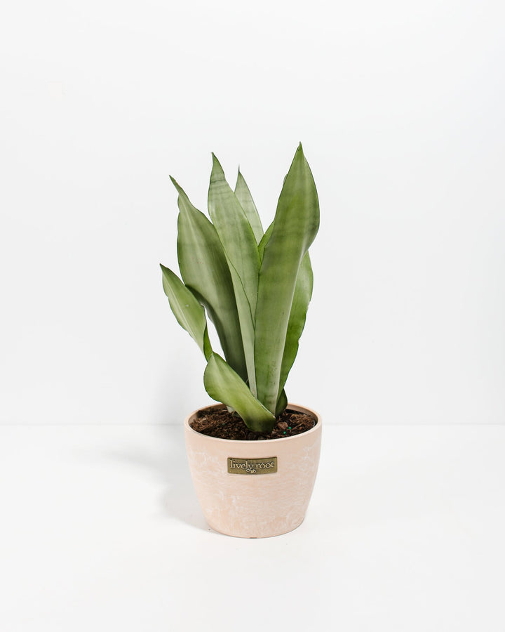 6-inch Sansevieria Moonshine Snake Plant with upright silvery-green leaves in blush pink macaroon decorative pot with Lively Root label