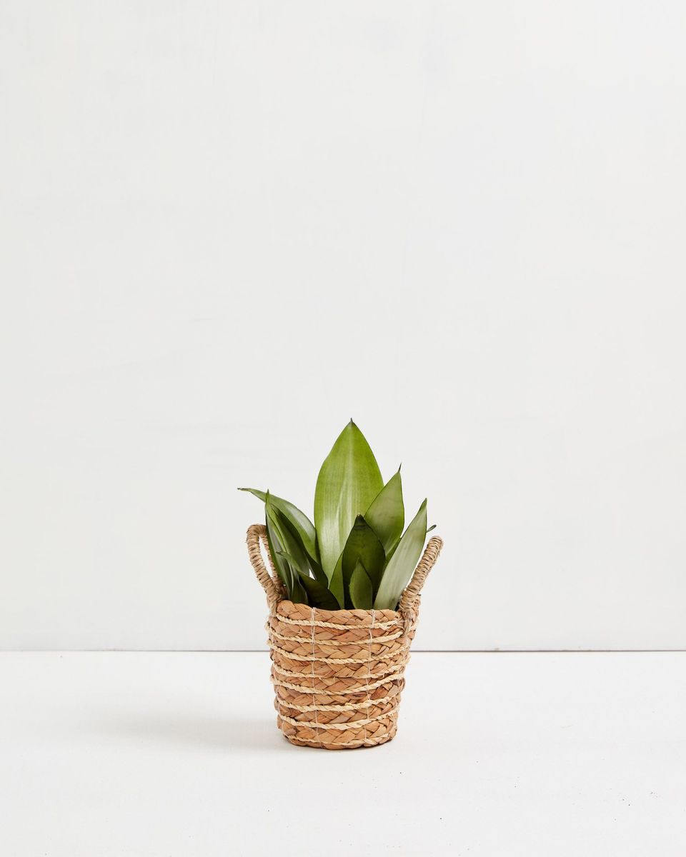 Sansevieria Moonshine