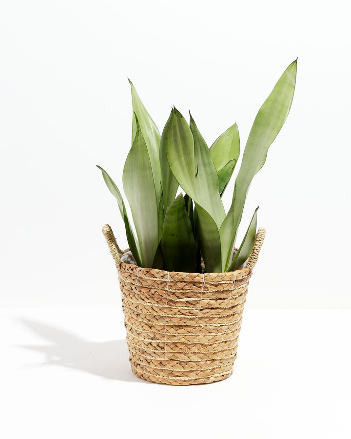 Sansevieria Moonshine