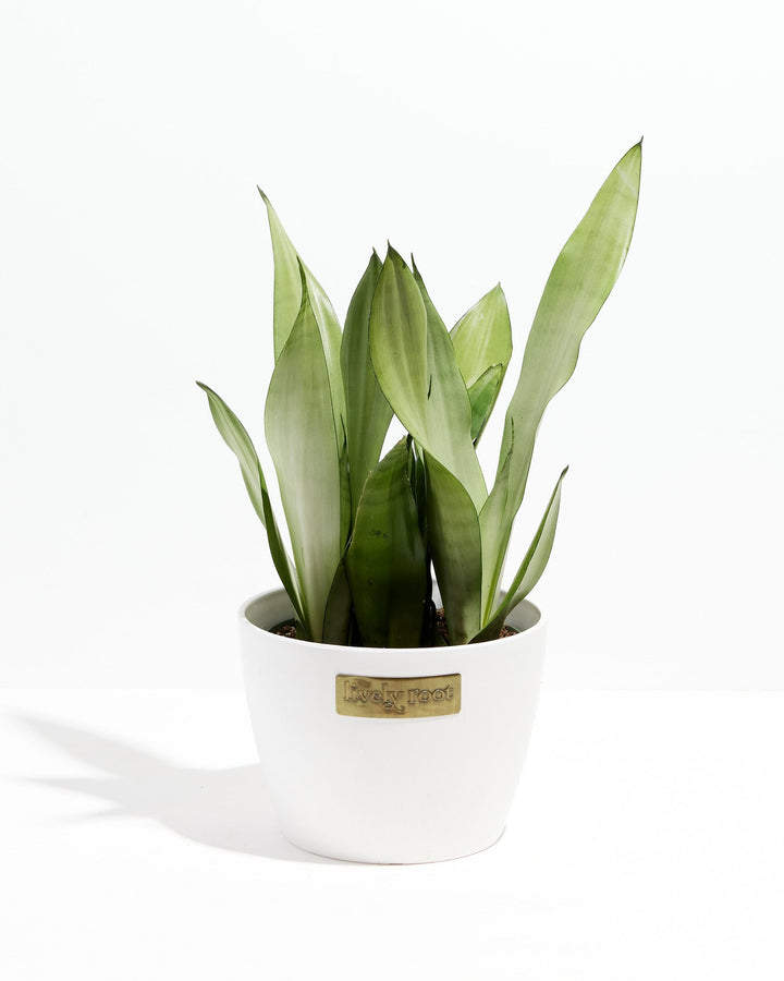 Sansevieria Moonshine