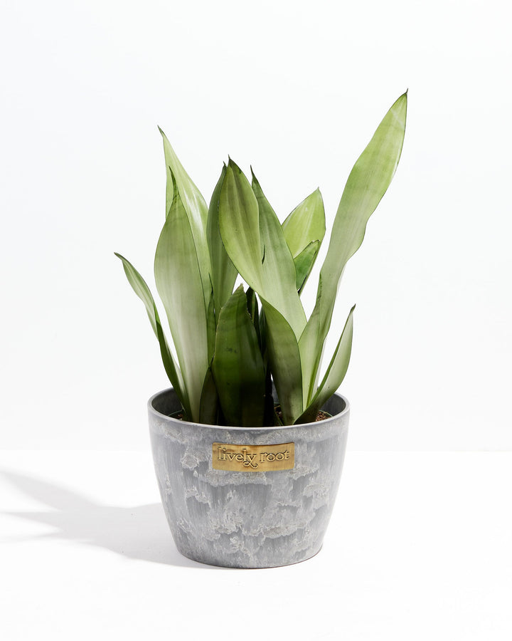 Sansevieria Moonshine