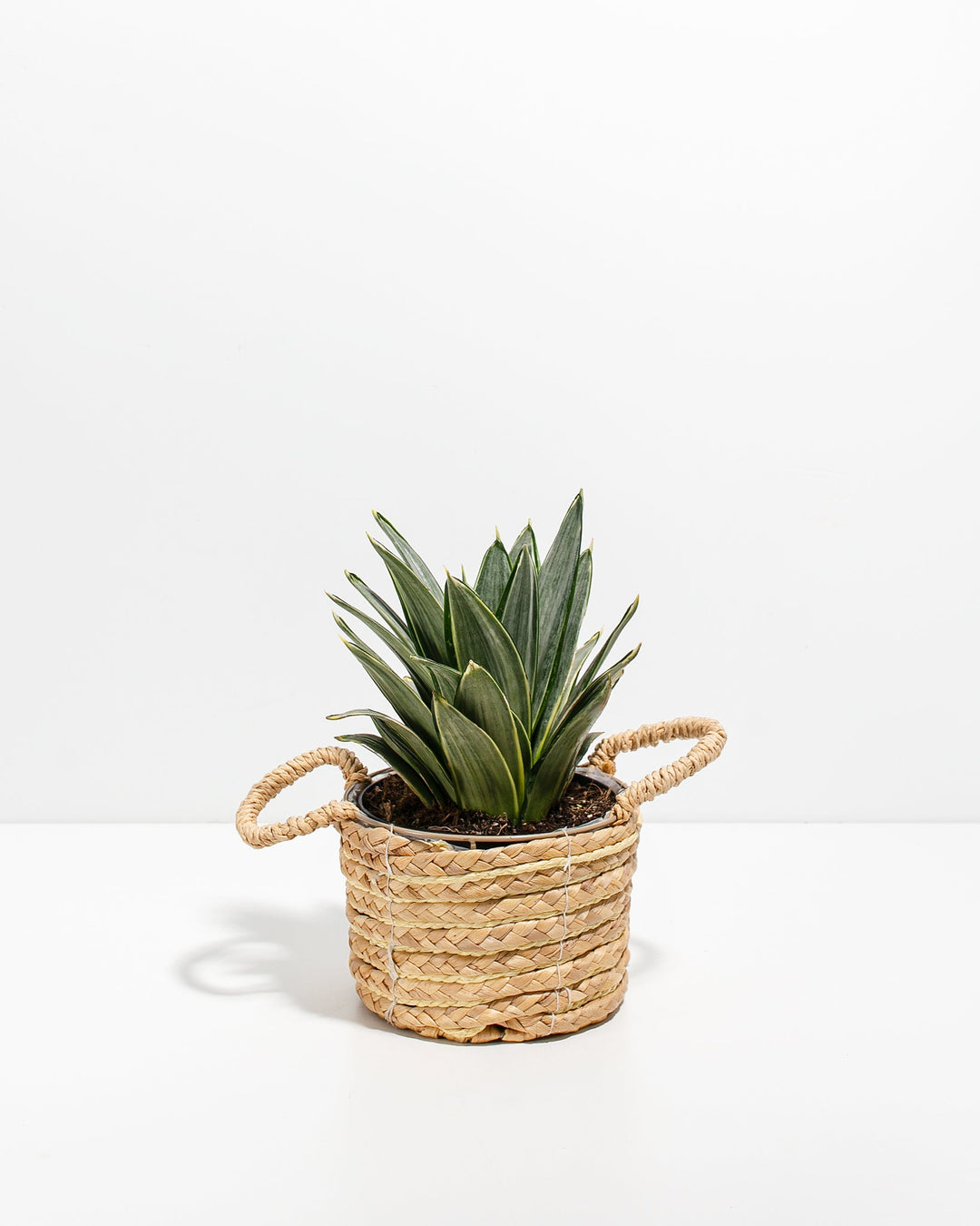 Silver Frost Snake Plant